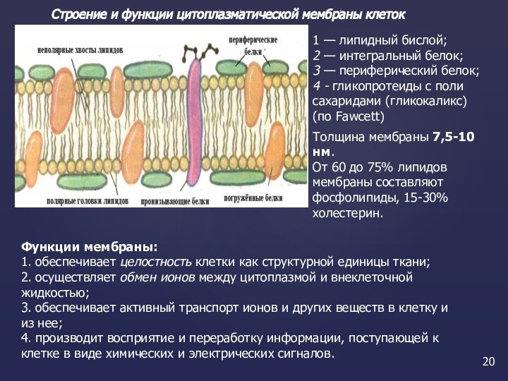 Интегральные белки это