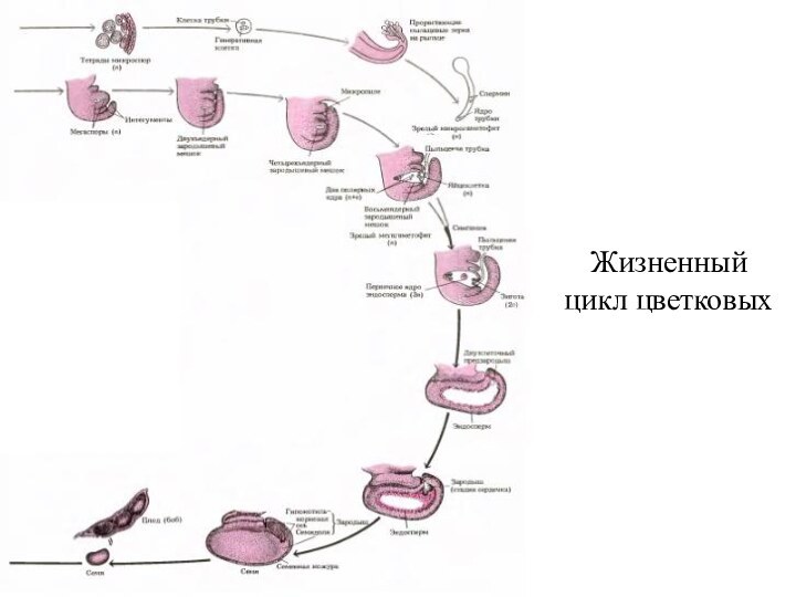 Жизненный цикл цветковых