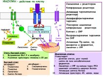 Инсулин – действие на клетку