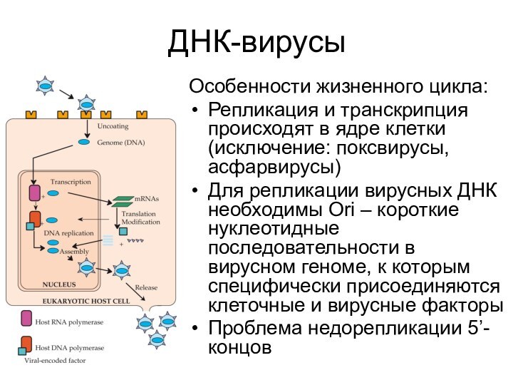 ДНК-вирусыОсобенности жизненного цикла:Репликация и транскрипция происходят в ядре клетки (исключение: поксвирусы, асфарвирусы)Для