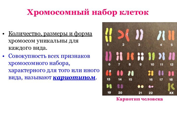 Хромосомный набор клетокКоличество, размеры и форма хромосом уникальны для каждого вида. Совокупность