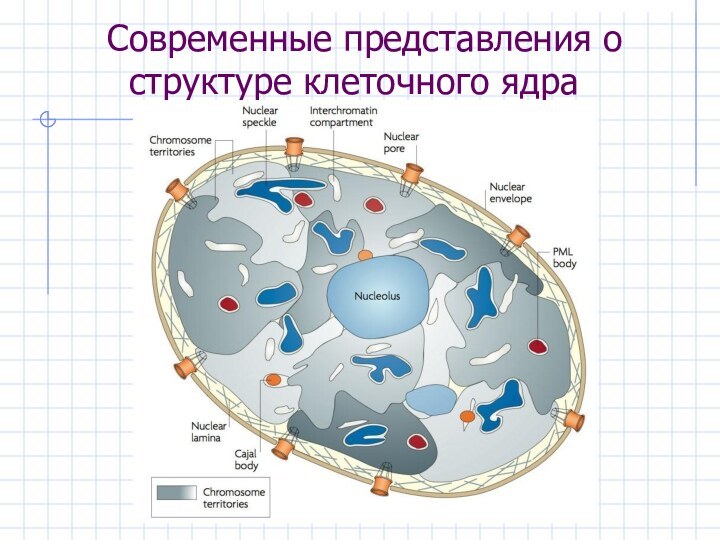 Современные представления о структуре клеточного ядра