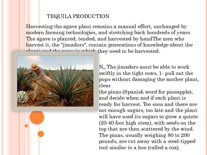 TEQUILA PRODUCTIONHarvesting the agave plant remains a manual effort, unchanged by modern