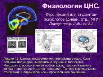 Центры подкрепления, прилежащее ядро. Кора больших полушарий: механизмы обучения; гиппокамп