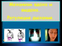 Механизм вдоха и выдоха. Регуляция дыхания