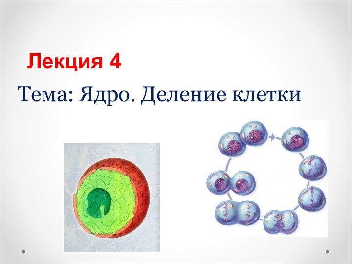 Лекция 4Тема: Ядро. Деление клетки