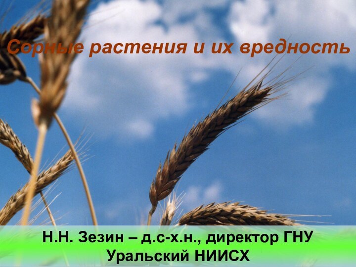 Сорные растения и их вредностьН.Н. Зезин – д.с-х.н., директор ГНУ Уральский НИИСХ