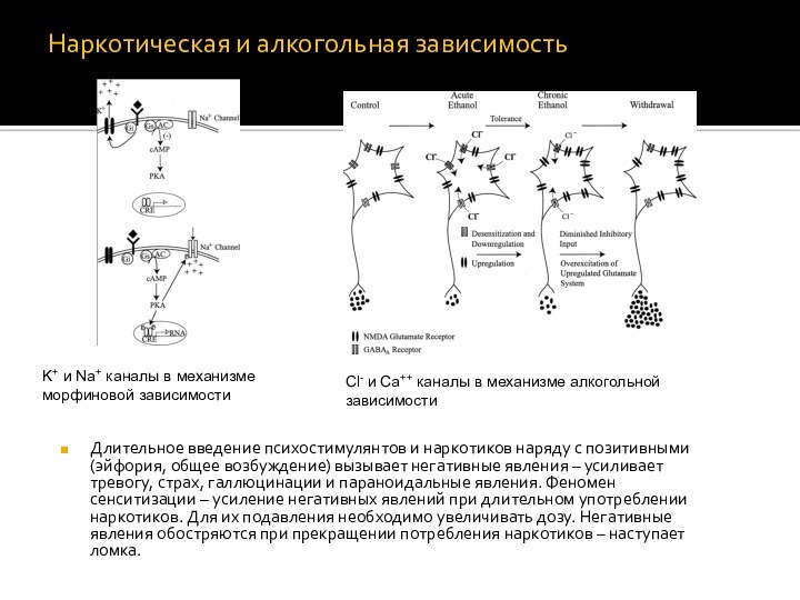 Наркотическая и алкогольная зависимостьДлительное введение психостимулянтов и наркотиков наряду с позитивными (эйфория,