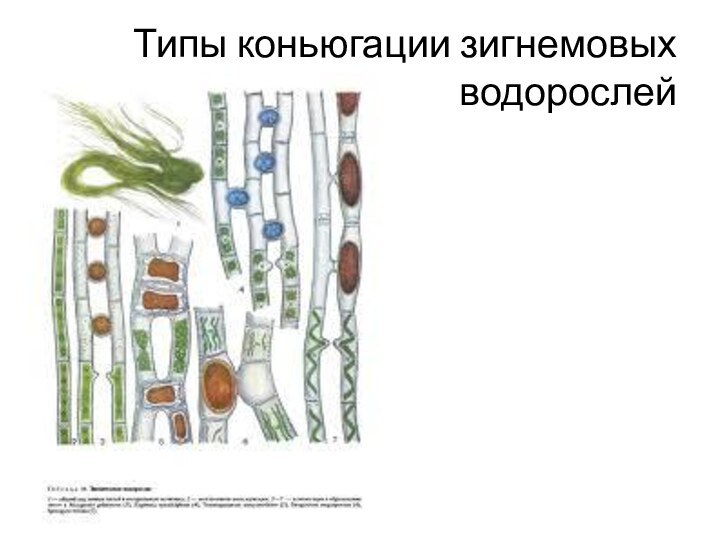 Типы коньюгации зигнемовых водорослей