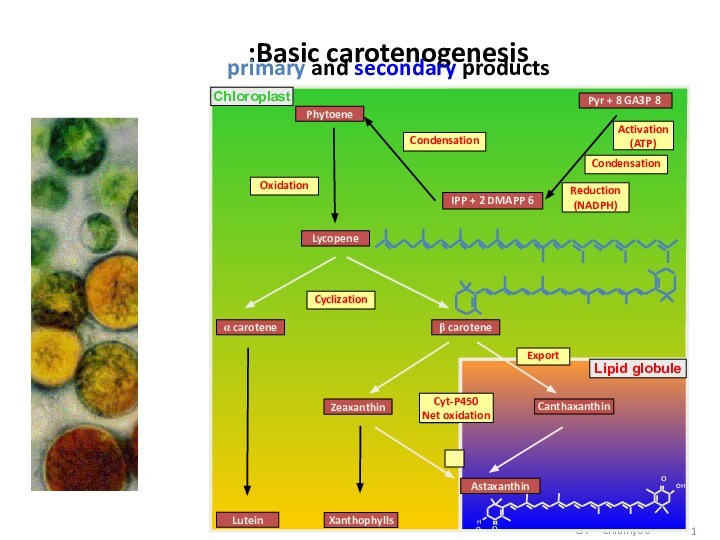 CA   Chlamy06Basic carotenogenesis: primary and secondary products