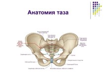 Анатомия таза
