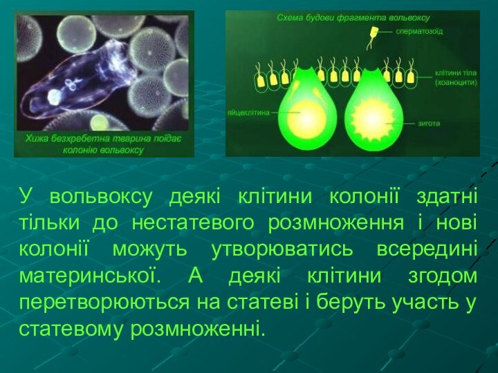 У вольвоксу деякі клітини колонії здатні тільки до нестатевого розмноження і нові