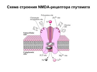 Схема строения NMDA-рецептора глутамата