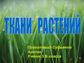 Ткани растений