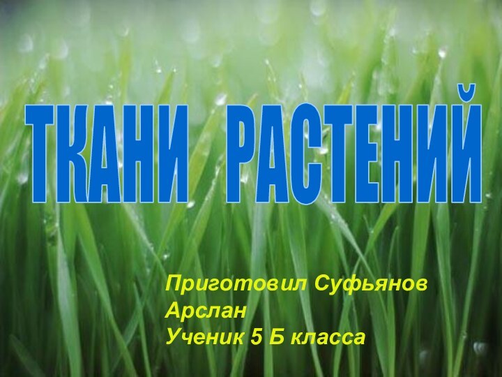 ТКАНИ  РАСТЕНИЙПриготовил Суфьянов АрсланУченик 5 Б класса