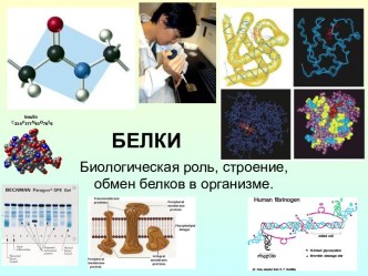 Белки. Биологическая роль, строение, обмен белков в организме