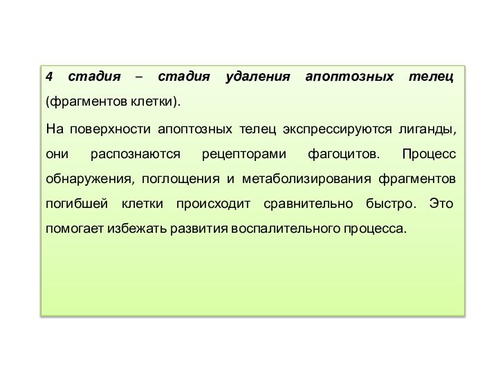 4 стадия – стадия удаления апоптозных телец (фрагментов клетки). На поверхности апоптозных