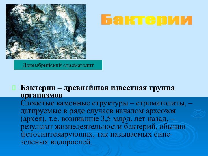 Бактерии – древнейшая известная группа организмов  Слоистые каменные структуры – строматолиты,