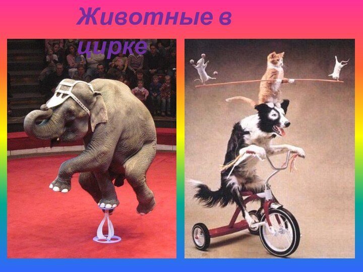 Животные в цирке