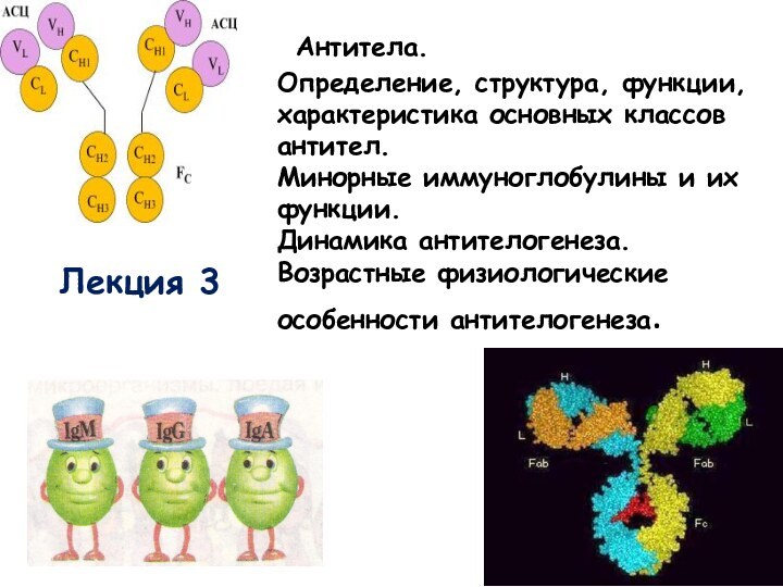 Антитела.  Определение, структура, функции, характеристика основных классов антител.  Минорные