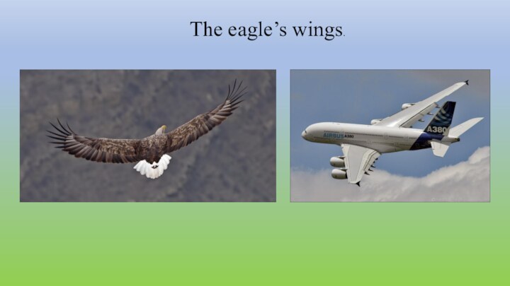 The eagle’s wings.