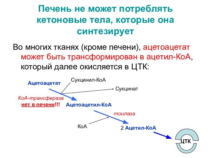 Печень не может потреблять кетоновые тела, которые она синтезируетВо многих тканях (кроме