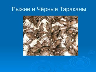 Рыжие и чёрные тараканы