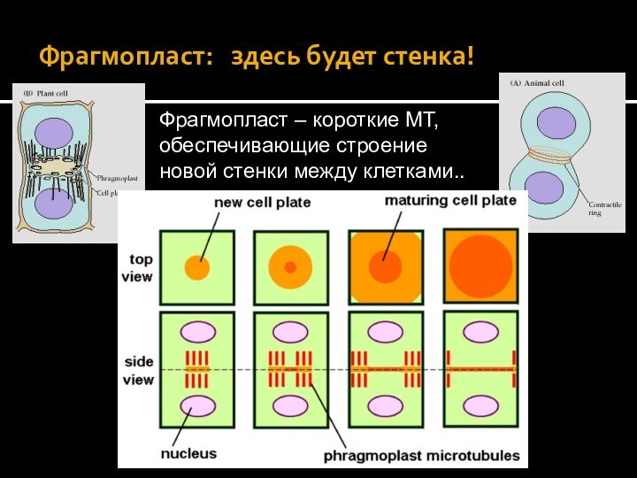 Фрагмопласт:  здесь будет стенка!Фрагмопласт – короткие МТ, обеспечивающие строение новой стенки между клетками..