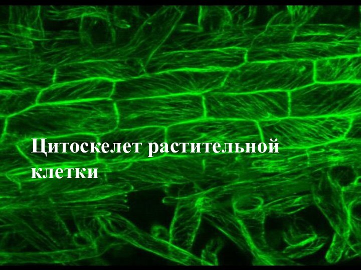 Цитоскелет растительной клетки