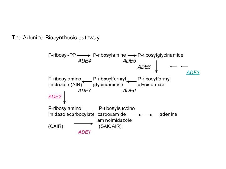 ADE3The Adenine Biosynthesis pathway