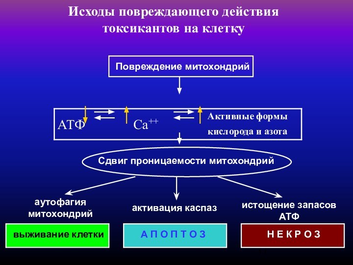 Исходы повреждающего действия  токсикантов на клеткуПовреждение митохондрийСдвиг проницаемости митохондрийвыживание клеткиА П