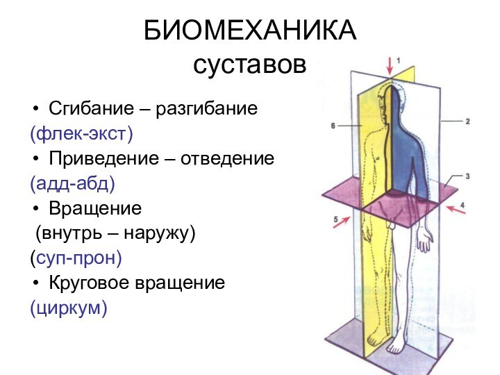 БИОМЕХАНИКА  суставовСгибание – разгибание (флек-экст)Приведение – отведение (адд-абд)Вращение (внутрь – наружу)(суп-прон)Круговое вращение (циркум)