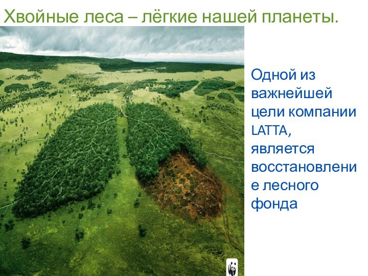 Хвойные леса – лёгкие нашей планеты. Одной из важнейшей цели компании LATTA, является восстановление лесного фонда