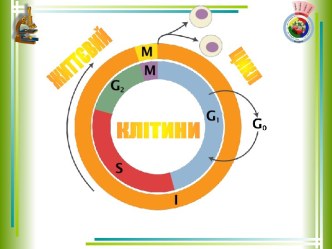 Життєвий цикл клітини