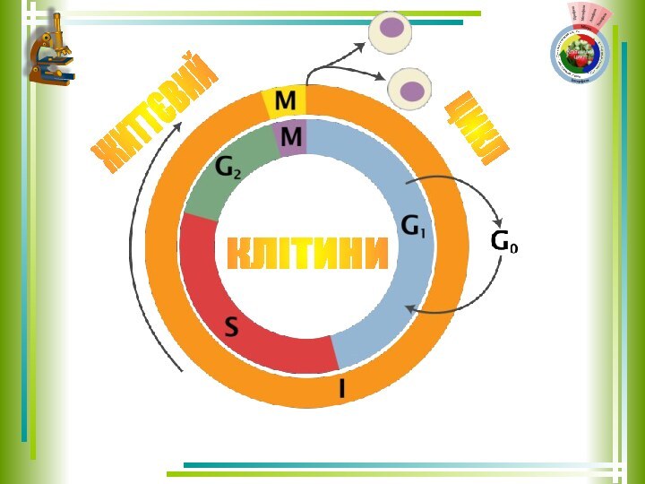 КЛІТИНИ ЖИТТЄВИЙ ЦИКЛ