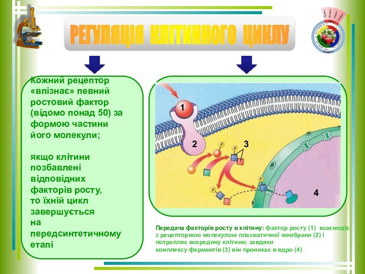 РЕГУЛЯЦІЯ КЛІТИННОГО ЦИКЛУ Передача факторів росту в клітину: фактор росту (1) взаємодіє