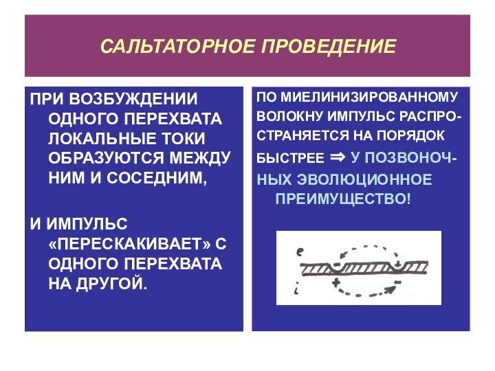 САЛЬТАТОРНОЕ ПРОВЕДЕНИЕПРИ ВОЗБУЖДЕНИИ ОДНОГО ПЕРЕХВАТА ЛОКАЛЬНЫЕ ТОКИ ОБРАЗУЮТСЯ МЕЖДУ НИМ И СОСЕДНИМ,И