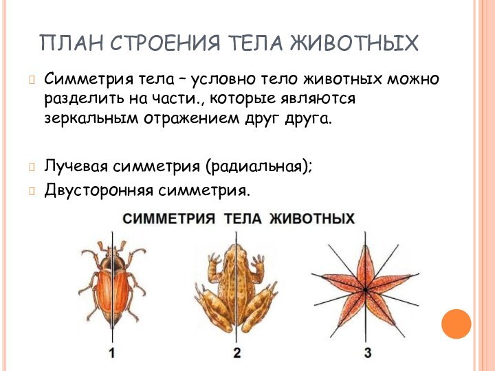 ПЛАН СТРОЕНИЯ ТЕЛА ЖИВОТНЫХСимметрия тела – условно тело животных можно разделить на