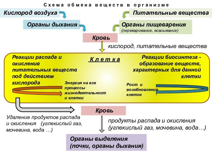 С х е м а  о б м е н а