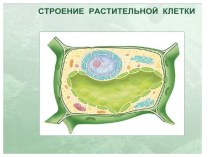 Строение растительной и животной клетки