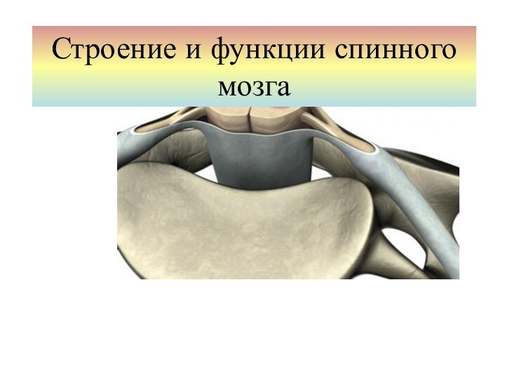 Строение и функции спинного мозга