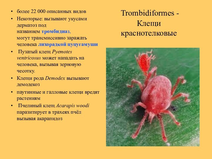  Trombidiformes - Клещи краснотелковыеболее 22 000 описанных видовНекоторые: вызывают укусами дерматоз под