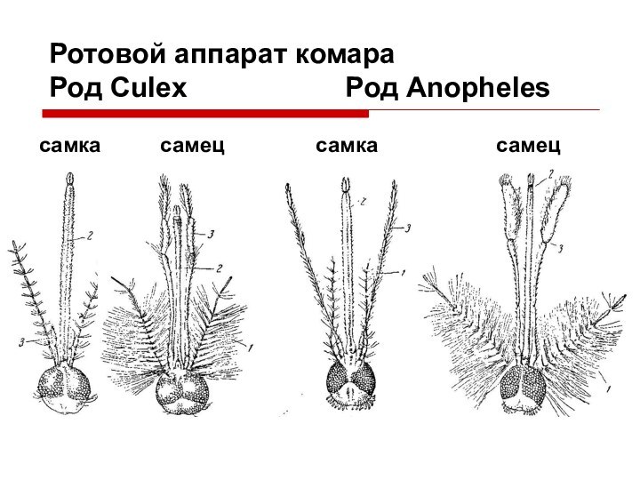 Ротовой аппарат комара  Род Culex