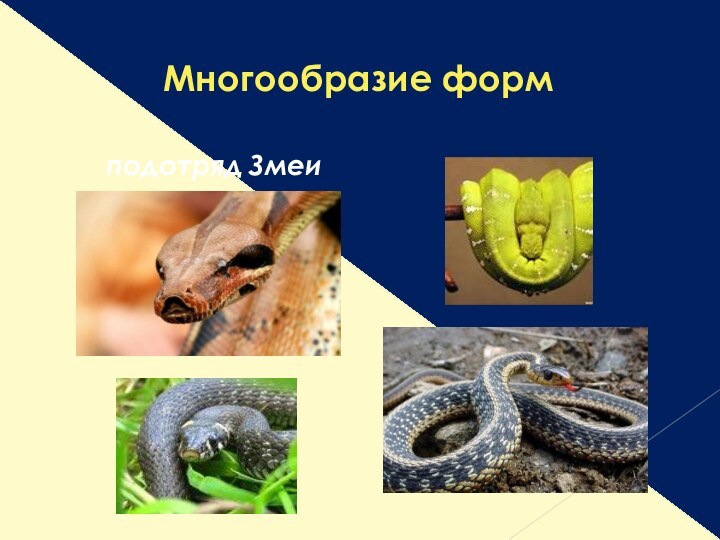 Многообразие формподотряд Змеи