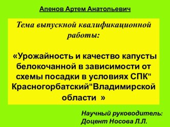 Урожайность и качество капусты белокочанной в зависимости от схемы посадки в условиях СПК Красногорбатский