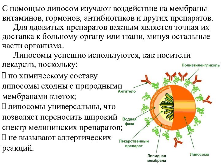 С помощью липосом изучают воздействие на мембраны витаминов, гормонов, антибиотиков и других