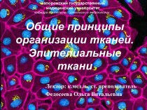 Общие принципы организации тканей. Эпителиальные ткани