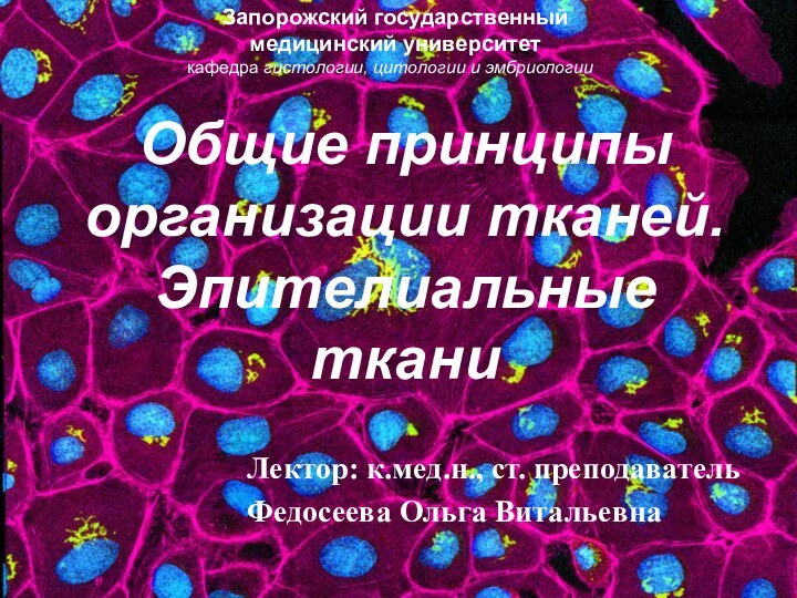 Общие принципы организации тканей. Эпителиальные тканиЛектор: к.мед.н., ст. преподаватель Федосеева Ольга ВитальевнаЗапорожский