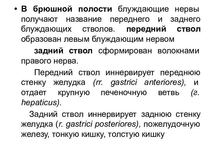 В брюшной полости блуждающие нервы получают название переднего и заднего блуждающих стволов.