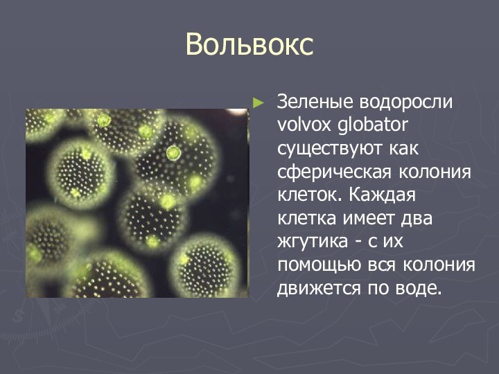 ВольвоксЗеленые водоросли volvox globator существуют как сферическая колония клеток. Каждая клетка имеет